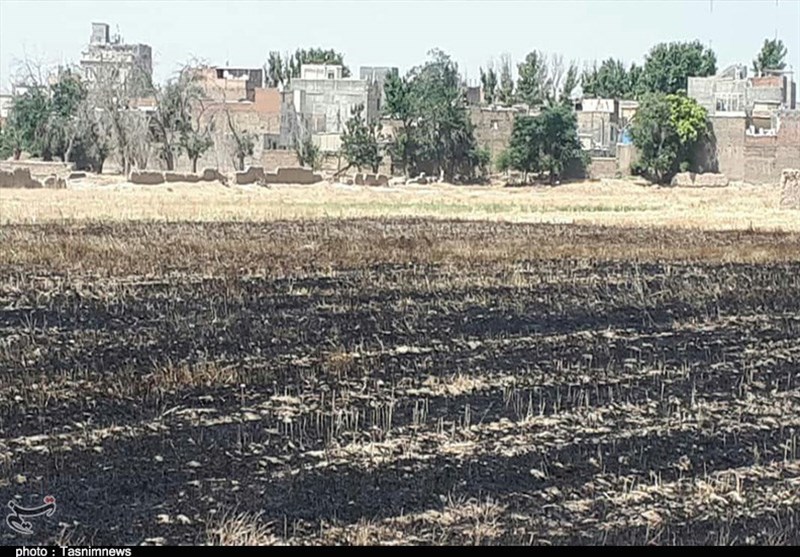 آتش‌سوزی در 200 هکتار از مزارع جو و گندم گچساران؛ حریق مهار شد
