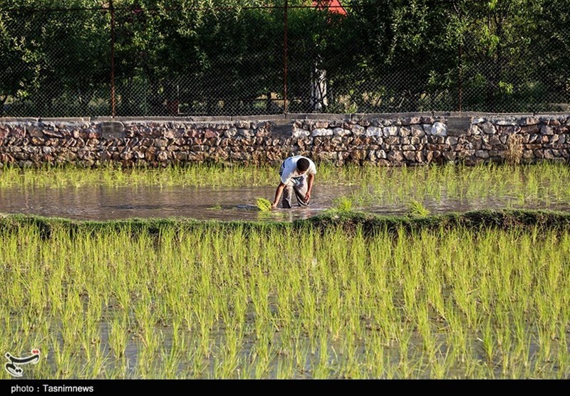 اقتصاد بدون نفت| نشاء برنج در شالیزارهای خراسان‌شمالی به‌روایت تصاویر‌
