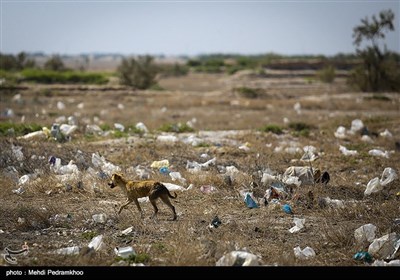 انباشت زباله در مناطق میشداغ و ام‌الدبس خوزستان