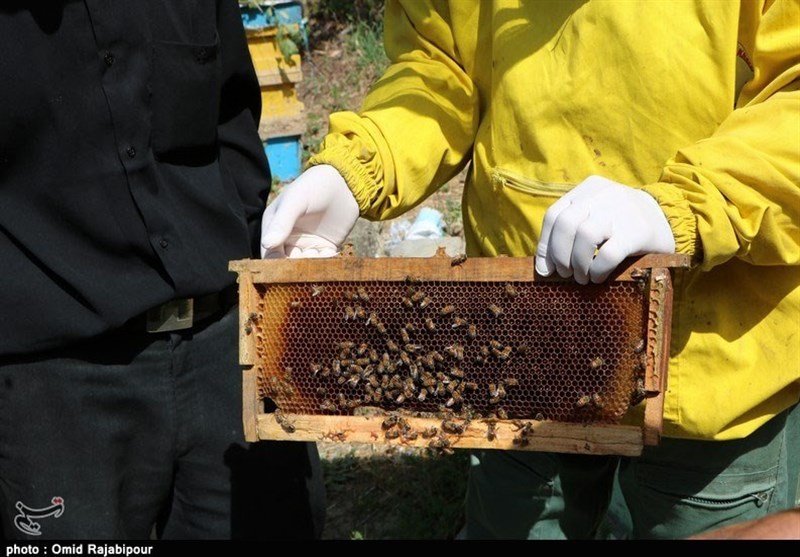 تولید 3 هزار تن عسل از کندوهای استان لرستان
