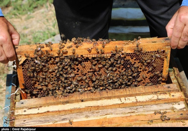 20 میلیارد تومان تسهیلات بانکی به زنبورداران گیلانی پرداخت شد