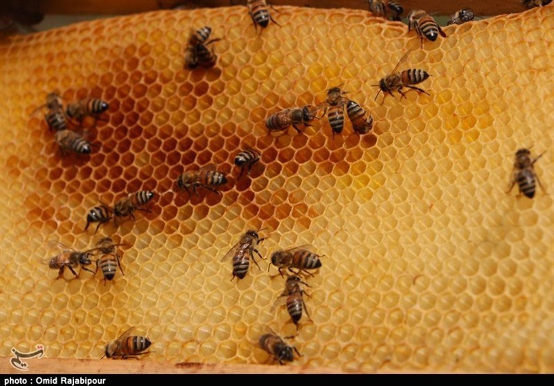 3000 تن عسل امسال در گیلان تولید شد