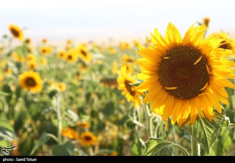 مزارع زیبای آفتابگردان خراسان شمالی به روایت تصاویر