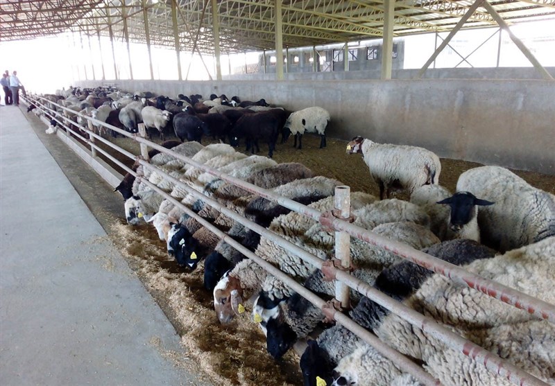 پلاک‌کوبی دام بازار تولید، واردات و صادرات گوشت را ساماندهی می‌کند
