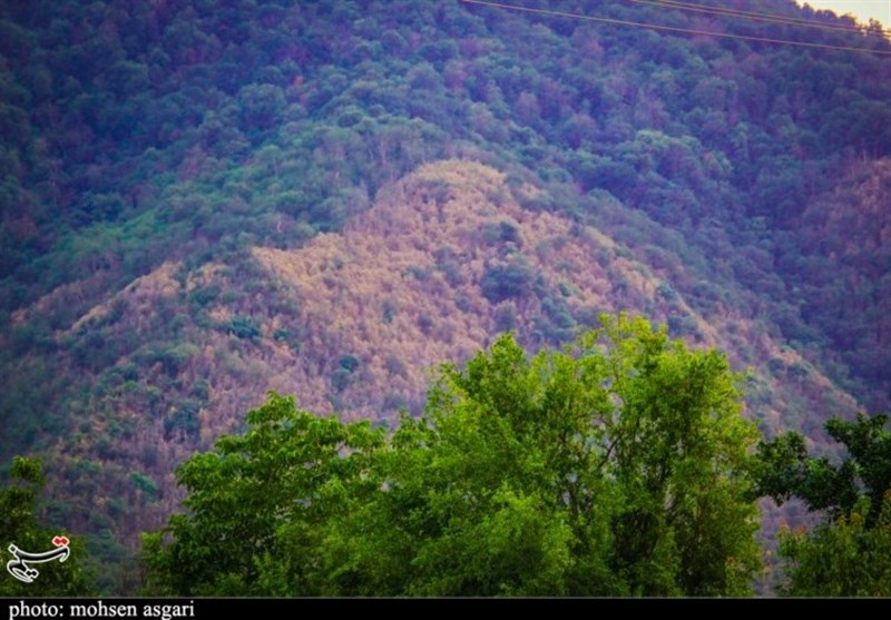 طرح مقابله با انقراض شمشاد جنگلی در مازندران اجرا می‌شود