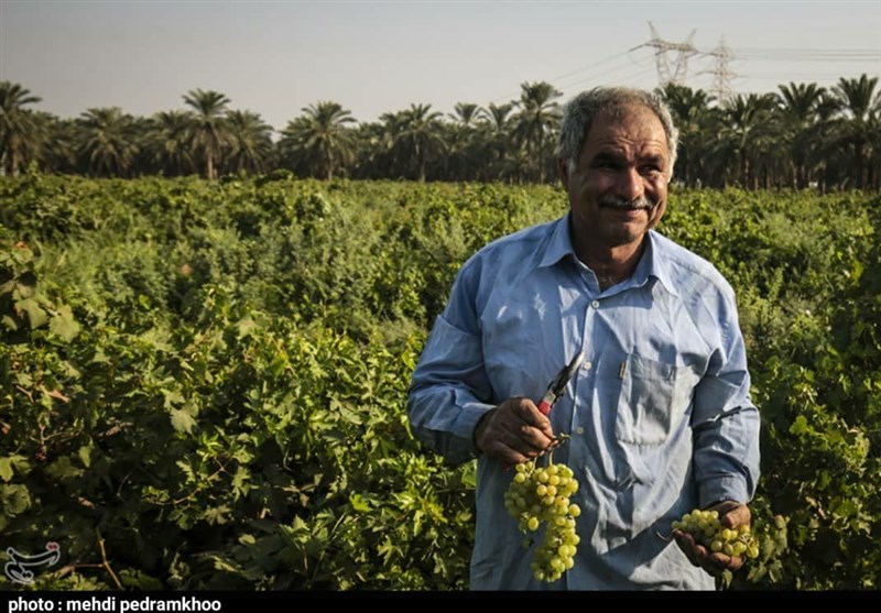 برداشت انگور از تاکستان غزاویه کوت‌عبدالله؛ جاذبه‌ای طبیعی که کمتر از آن شنیده‌اید + تصاویر