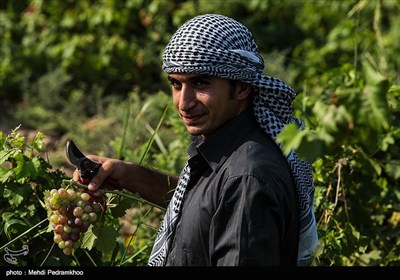 برداشت انگور از تاکستان غزاویه کارون