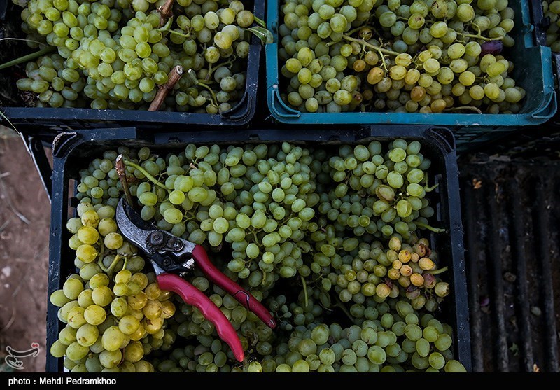 سالانه 115 هزار تن انگور در کردستان برداشت می‌شود