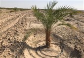 طرح نخلستان در 34 هزار هکتار اراضی کشاورزی استان بوشهر اجرا می‌شود