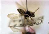 Entomologists Sound Alarm on ‘Insect Apocalypse’