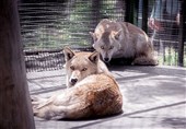 شعبده مسئولان محیط زیست در تبدیل "گرگهای باغوحش ارم" به حیوانی بهنام "گرگاس!"