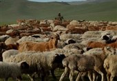 ممنوعیت صادرات دام زنده در مغولستان