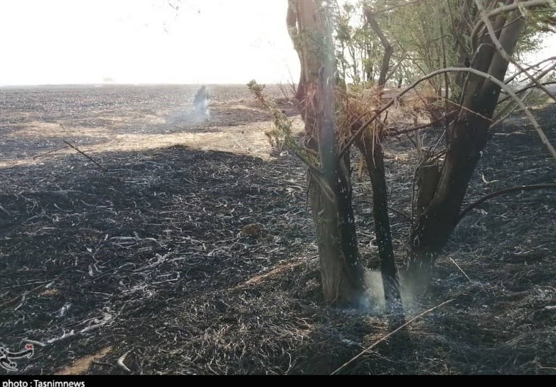 خوزستان|آتش به جان درختان کرخه اندیمشک افتاد‌