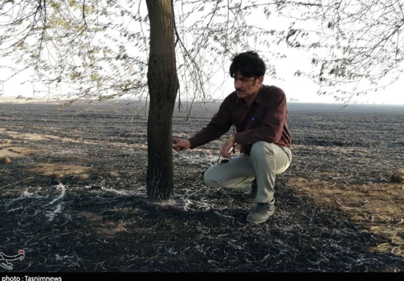 عاملان آتش‌سوزی درختان کرخه اندیمشک تحت پیگرد قانونی قرار گرفتند