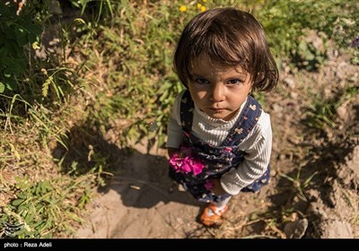 نهمین جشنواره بزرگ برداشت گل محمدی از باغات روستای عنصرود شهرستان اسکو