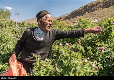 نهمین جشنواره بزرگ برداشت گل محمدی از باغات روستای عنصرود شهرستان اسکو