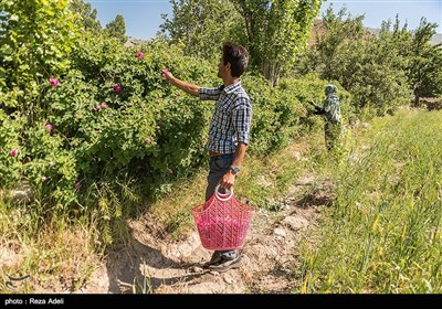 نهمین جشنواره بزرگ برداشت گل محمدی از باغات روستای عنصرود شهرستان اسکو