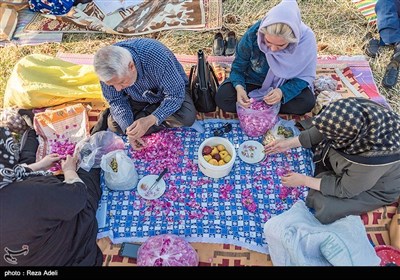 نهمین جشنواره بزرگ برداشت گل محمدی از باغات روستای عنصرود شهرستان اسکو