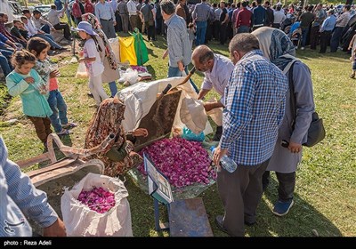 نهمین جشنواره بزرگ برداشت گل محمدی از باغات روستای عنصرود شهرستان اسکو