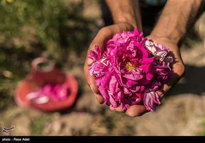 نهمین جشنواره بزرگ برداشت گل محمدی از باغات روستای عنصرود شهرستان اسکو