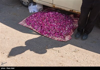 نهمین جشنواره بزرگ برداشت گل محمدی از باغات روستای عنصرود شهرستان اسکو