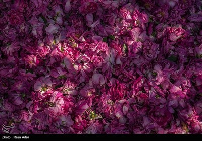 مهرجان الورد الجوري في تبريز