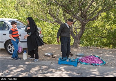 نهمین جشنواره بزرگ برداشت گل محمدی از باغات روستای عنصرود شهرستان اسکو