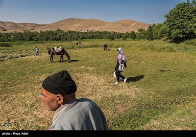 نهمین جشنواره بزرگ برداشت گل محمدی از باغات روستای عنصرود شهرستان اسکو