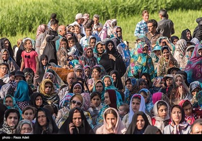 نهمین جشنواره بزرگ برداشت گل محمدی از باغات روستای عنصرود شهرستان اسکو