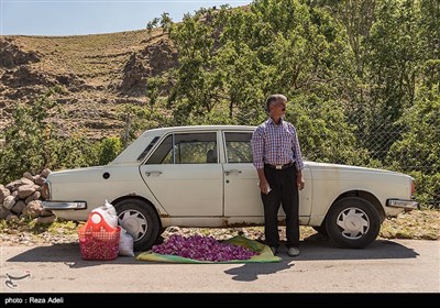 نهمین جشنواره بزرگ برداشت گل محمدی از باغات روستای عنصرود شهرستان اسکو