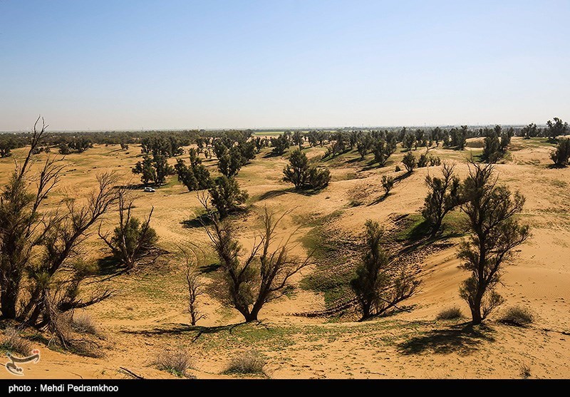 جنگل‌های دست‌کاشت میهمان بیابان‌های اصفهان؛ درختان بادام مرحم کویر تشنه می‌شوند