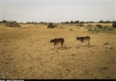بیابانزایی در کمین 300 هزار هکتار از مراتع و دیمزارهای استان گلستان است
