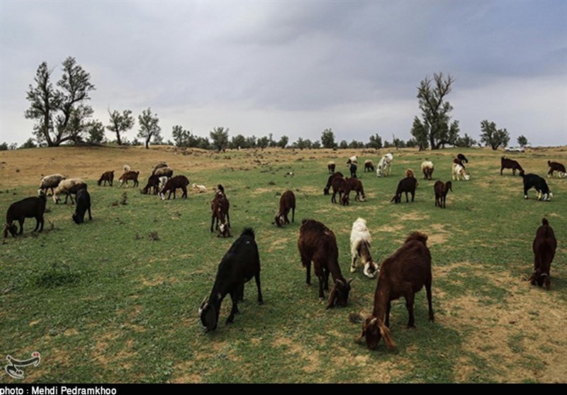 طبیعت بیابانی الهایی خوزستان به روایت تصویر