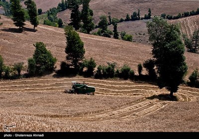 اکثریت ساکنین این روستا از اجداد کرد مهاجری هستند که این منطقه را برای زندگی انتخاب کرده اند و شغل اصلی آنها دامداری و کشاورزی است