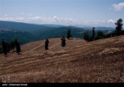 اکثریت ساکنین این روستا از اجداد کرد مهاجری هستند که این منطقه را برای زندگی انتخاب کرده اند و شغل اصلی آنها دامداری و کشاورزی است