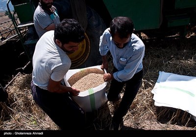 اکثریت ساکنین این روستا از اجداد کرد مهاجری هستند که این منطقه را برای زندگی انتخاب کرده اند و شغل اصلی آنها دامداری و کشاورزی است