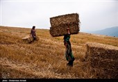 در این روز های گرم بدلیل وسعت مزارع گندم بیشتر مران دوشادوش یکدیگر کار می کنند و زنان و کودکان نیز سهمی مهم برای پایان فصل درو در کنار سایر مسئولیت ها دارند.پخت غذا و مراقبت و چرای دام در طول روز.