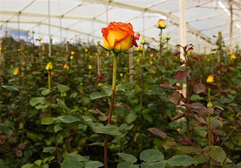 Iranian Rose Society (IRS) Launched: Deputy Minister