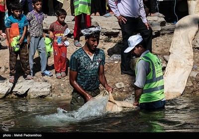 رهاسازی 350 هزار قطعه ماهی در تالاب بین‌المللی شادگان