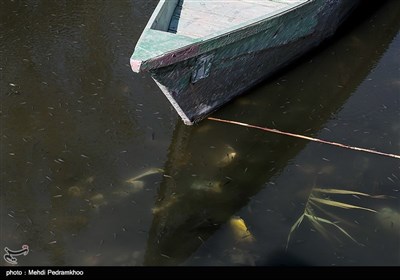 رهاسازی 350 هزار قطعه ماهی در تالاب بین‌المللی شادگان
