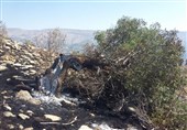194 هکتار از عرصه‌های جنگلی و مرتعی گلستان در آتش سوخت