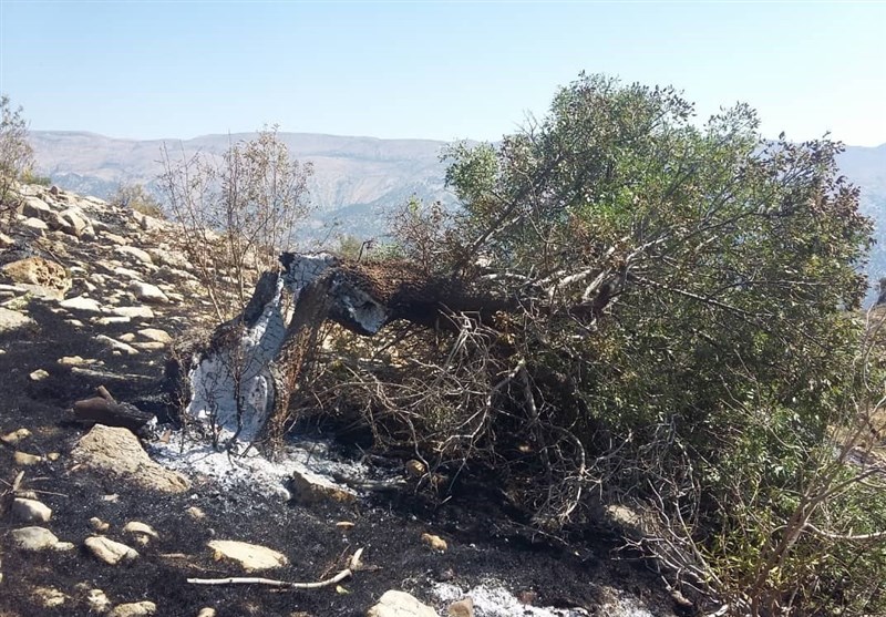 کرمانشاه| آتش‌سوزی در منطقه حفاظت شده بوزین و مرخیل مهار شد