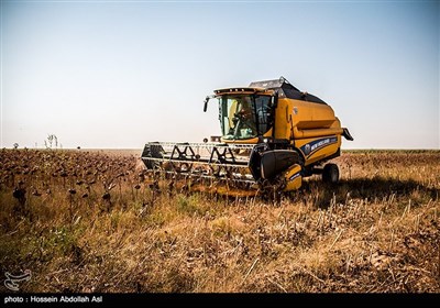 برداشت گلهای آفتابگردان در خرمشهر