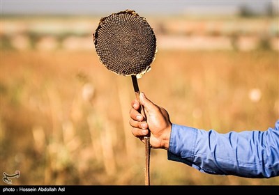 برداشت گلهای آفتابگردان در خرمشهر