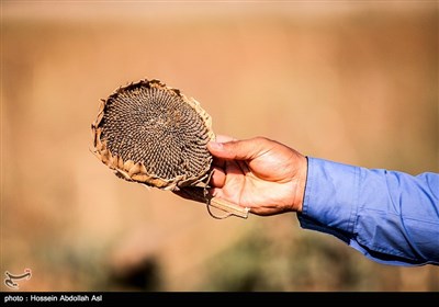 برداشت گلهای آفتابگردان در خرمشهر