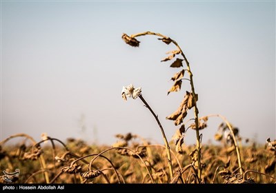 برداشت گلهای آفتابگردان در خرمشهر