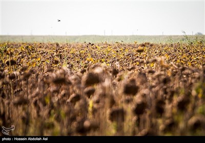 برداشت گلهای آفتابگردان در خرمشهر