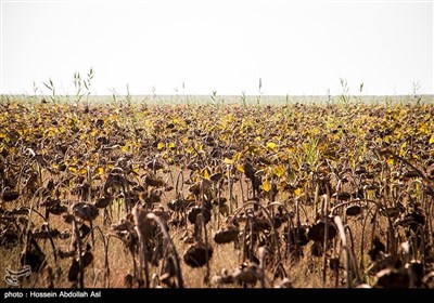 برداشت گلهای آفتابگردان در خرمشهر