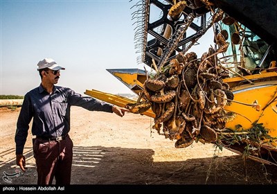 برداشت گلهای آفتابگردان در خرمشهر