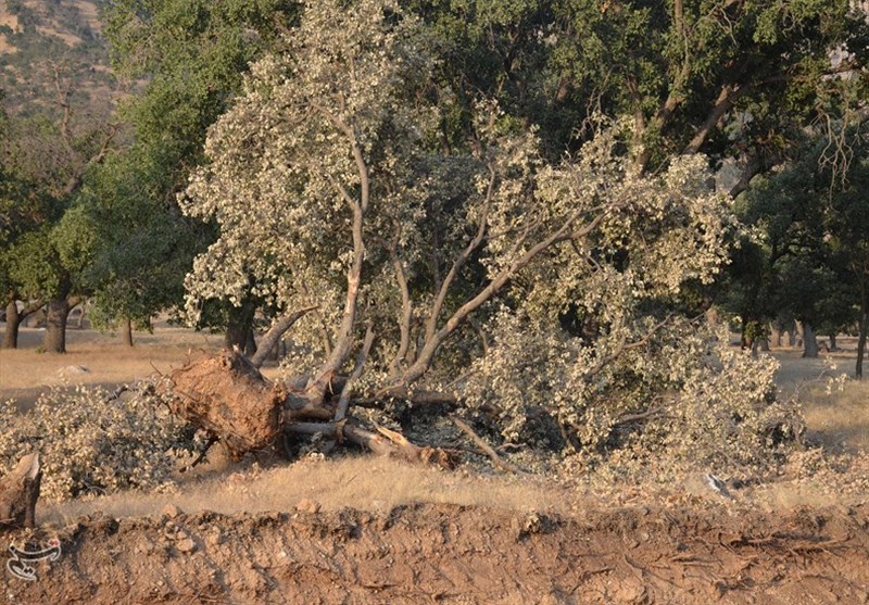 حکایت ادامه‌دار نابودی صد‌ها درخت 500 ساله بلوط؛ وقتی تعطیلی ‌پروژه ‌یاسوج ـ سی‌سخت به صلاح نیست